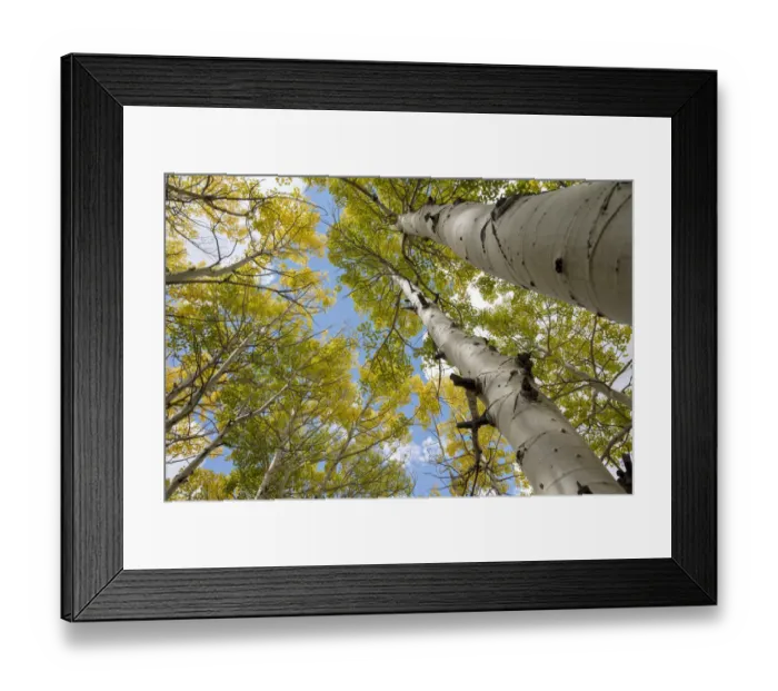 Framed Print : USA, Utah. Dixie National Forest. Looking up at tall Aspens Framed Print : USA, Utah. Dixie National Forest. Looking up at tall Aspens