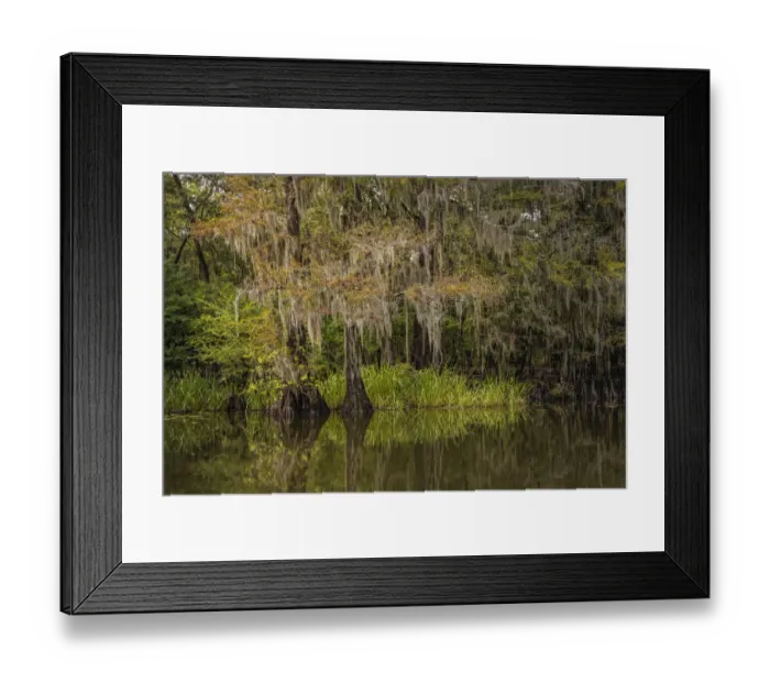 Framed Print : Cypress trees and Spanish moss lining shoreline of Caddo Lake, Uncertain, Texas