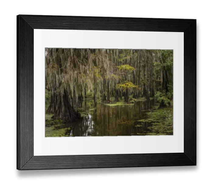 Framed Print : Cypress trees and Spanish moss lining shoreline of Caddo Lake, Uncertain, Texas