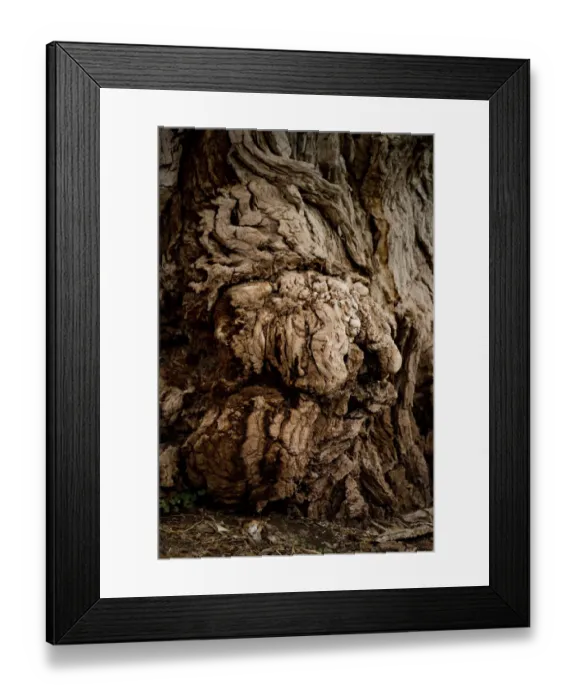 Framed Print : USA, Utah, Torrey. Capitol Reef National Park, The Mail Tree, Fremont Cottonwood Framed Print : USA, Utah, Torrey. Capitol Reef National Park, The Mail Tree, Fremont Cottonwood