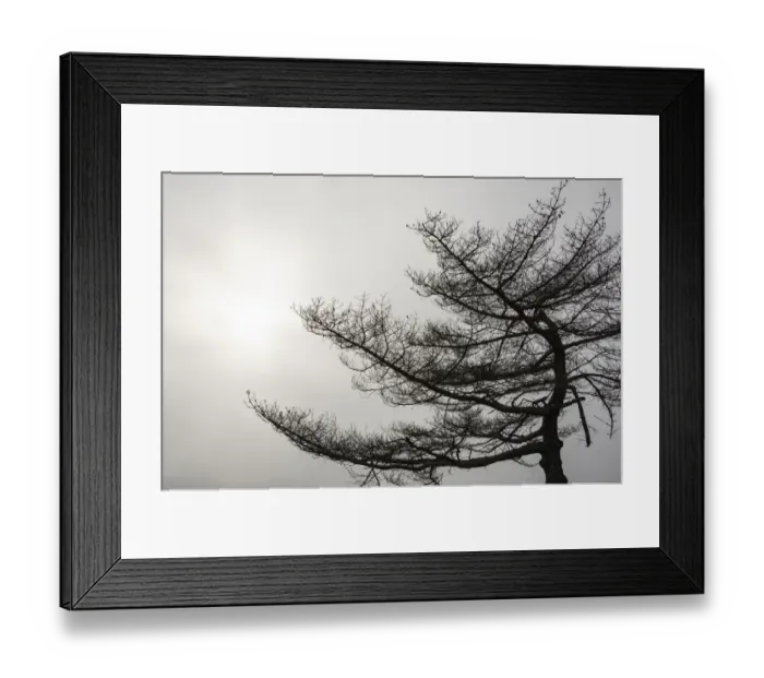 Framed Print : USA, Vermont, Morrisville, Jopson Lane. Tree silhouetted against winter sky Framed Print : USA, Vermont, Morrisville, Jopson Lane. Tree silhouetted against winter sky