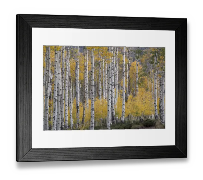 Framed Print : USA, Utah, Ashley National Forest. Aspen forest in autumn