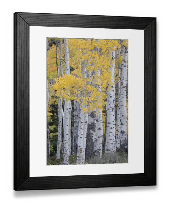 Framed Print : USA, Utah, Ashley National Forest. Aspen forest in autumn Framed Print : USA, Utah, Ashley National Forest. Aspen forest in autumn