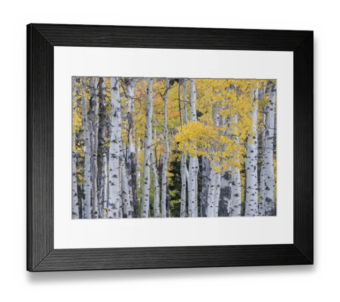 Framed Print : USA, Utah, Ashley National Forest. Aspen forest in autumn Framed Print : USA, Utah, Ashley National Forest. Aspen forest in autumn