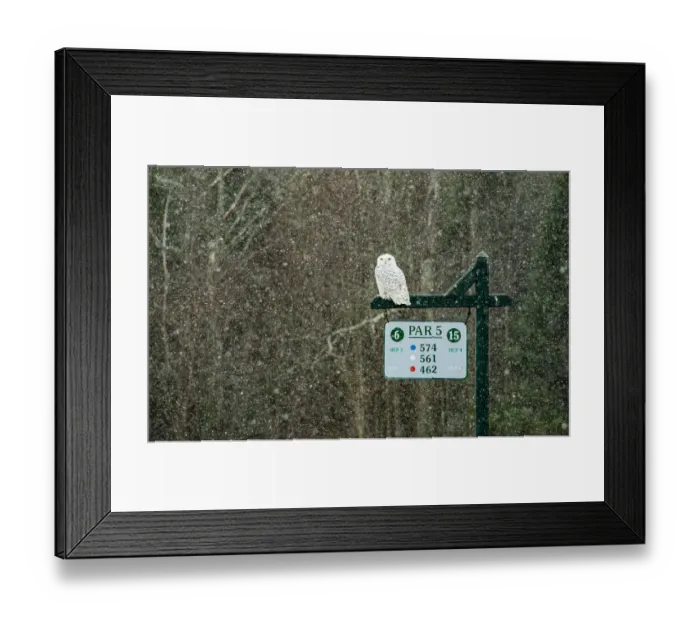 Framed Print : USA, Vermont, Morrisville. Female snowy owl in snow on golf course Framed Print : USA, Vermont, Morrisville. Female snowy owl in snow on golf course