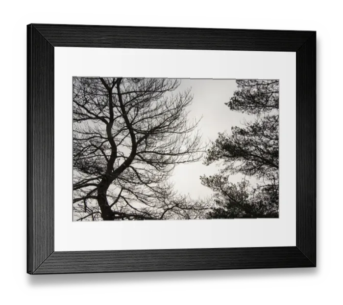 Framed Print : USA, Vermont, Morrisville, Jopson Lane. Tree silhouetted against winter sky Framed Print : USA, Vermont, Morrisville, Jopson Lane. Tree silhouetted against winter sky