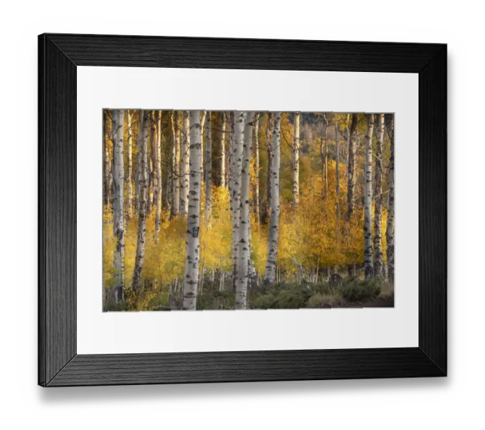 Framed Print : USA, Utah, Ashley National Forest. Aspen forest in autumn Framed Print : USA, Utah, Ashley National Forest. Aspen forest in autumn