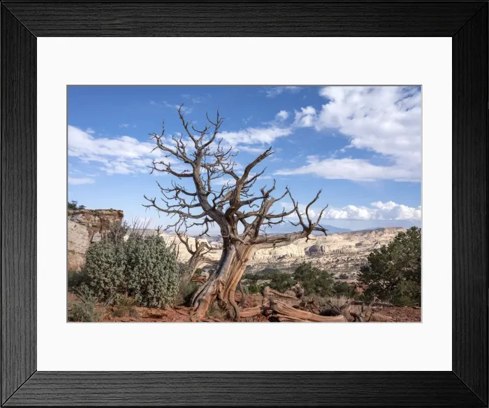 Framed Print : USA, Utah, Capitol Reef National Park. Dead juniper tree Framed Print : USA, Utah, Capitol Reef National Park. Dead juniper tree