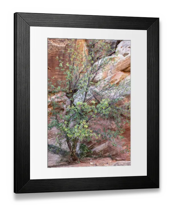 Framed Print : USA, Utah, Grand Wash, Capitol Reef National Park. Single-leaf ash tree in front of sandstone wall Framed Print : USA, Utah, Grand Wash, Capitol Reef National Park. Single-leaf ash tree in front of sandstone wall