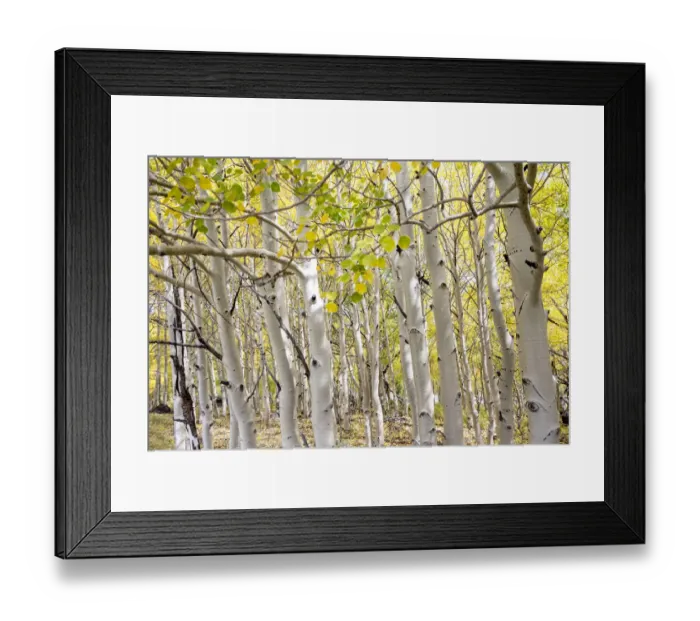 Framed Print : USA, Utah. Dixie National Forest. Grove of Aspens in Fall colors Framed Print : USA, Utah. Dixie National Forest. Grove of Aspens in Fall colors