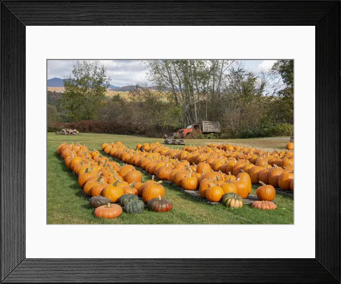 Framed Print : USA, Vermont, Stowe, West Hill Rd, pumpkin field Framed Print : USA, Vermont, Stowe, West Hill Rd, pumpkin field