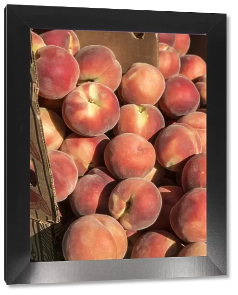 Issaquah, Washington State, USA. Boxes of White Lady peaches for sale at a Farmers Market