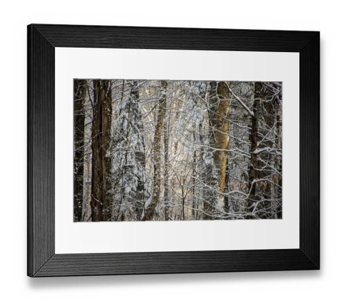 Framed Print : USA, Vermont, Morrisville, snow covered forest full of trees Framed Print : USA, Vermont, Morrisville, snow covered forest full of trees