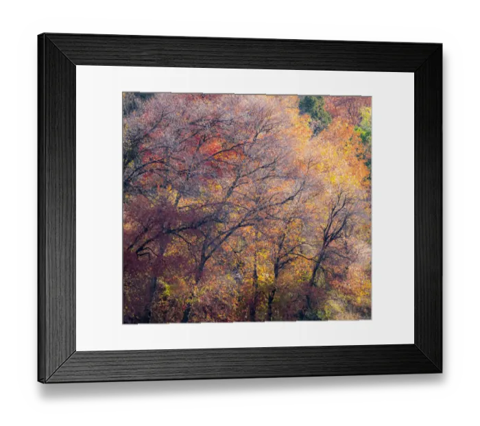 Framed Print : USA, Utah, east of Logan on highway 89 fall color on Canyon Maple