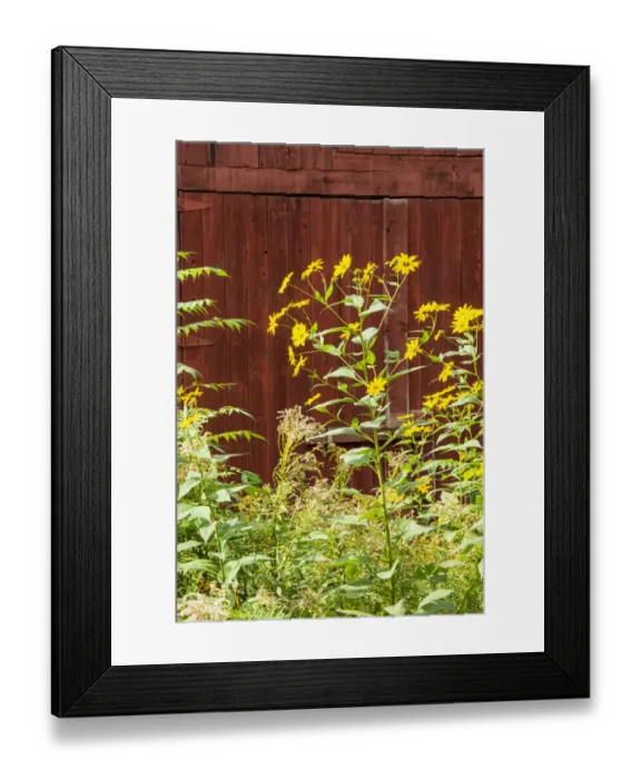 Framed Print : USA, Vermont, New England, autumn daisies against red barn Framed Print : USA, Vermont, New England, autumn daisies against red barn