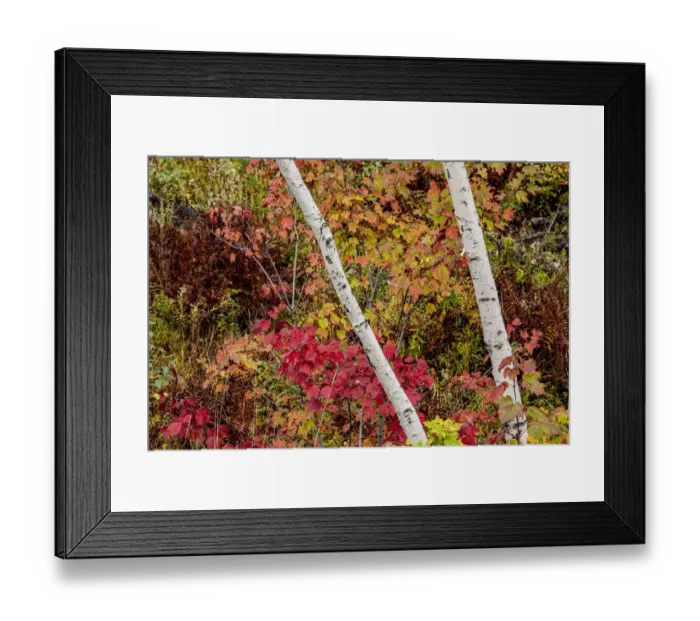 Framed Print : USA, Vermont, Stowe, birch trees around wetlands above the Toll House on Route 108 Framed Print : USA, Vermont, Stowe, birch trees around wetlands above the Toll House on Route 108