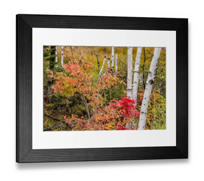 Framed Print : USA, Vermont, Stowe, birch trees around wetlands above the Toll House on Route 108