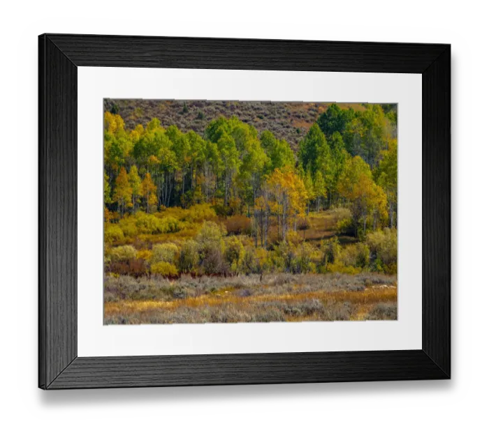 Framed Print : USA, Utah, east of Logan on highway 89 fall color Aspens near Logan Pass Framed Print : USA, Utah, east of Logan on highway 89 fall color Aspens near Logan Pass