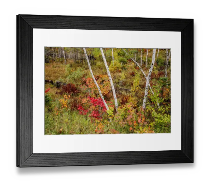 Framed Print : USA, Vermont, Stowe, birch trees around wetlands above the Toll House on Route 108