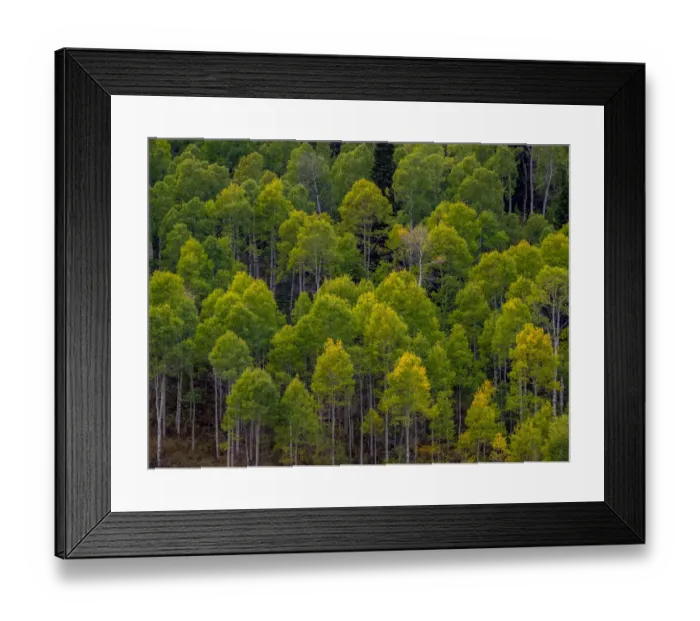 Framed Print : USA, Utah, east of Logan on highway 89 and Aspen Grove still green