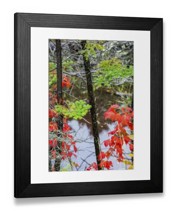 Framed Print : USA, Vermont, Stowe, birch trees around wetlands above the Toll House on Route 108 Framed Print : USA, Vermont, Stowe, birch trees around wetlands above the Toll House on Route 108