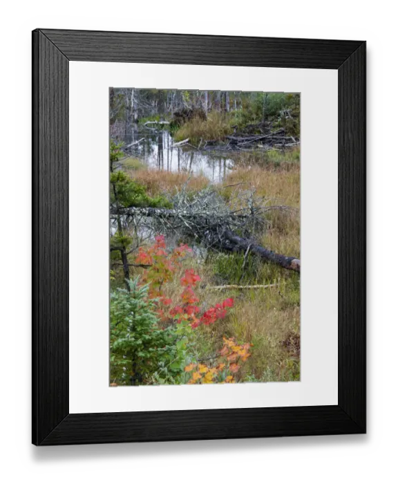 Framed Print : USA, Vermont, Stowe, birch trees around wetlands above the Toll House on Route 108 Framed Print : USA, Vermont, Stowe, birch trees around wetlands above the Toll House on Route 108