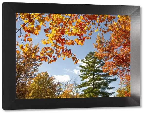 USA, Vermont, Fall foliage in Morrisville on Jopson Lane
