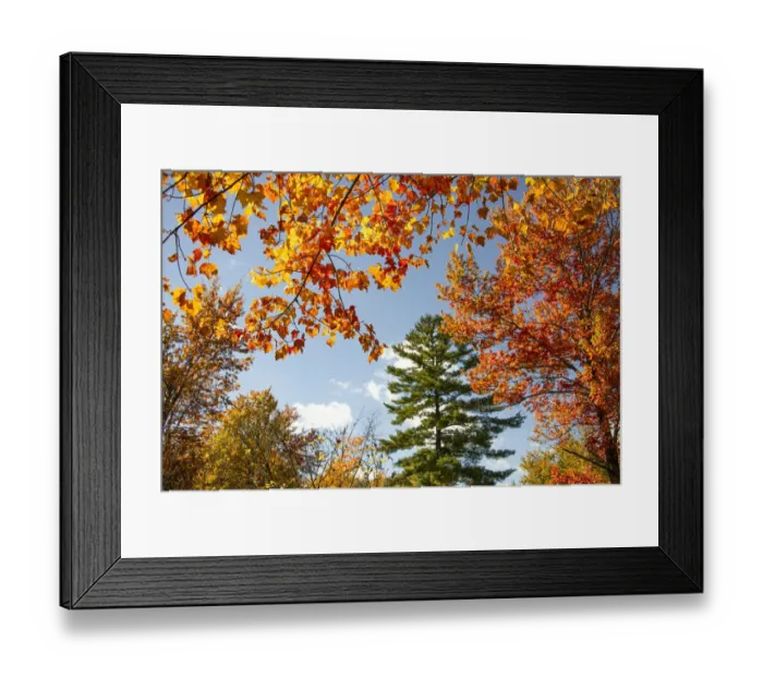 Framed Print : USA, Vermont, Fall foliage in Morrisville on Jopson Lane Framed Print : USA, Vermont, Fall foliage in Morrisville on Jopson Lane