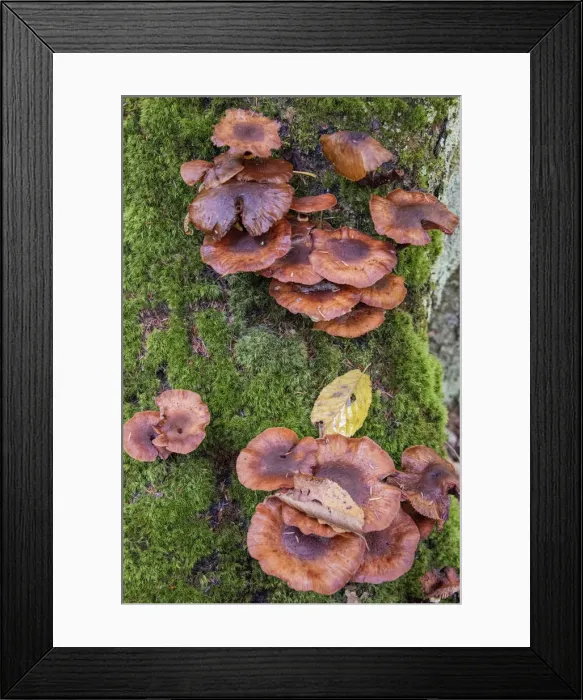 Framed Print : USA, Vermont, Fall foliage and mushrooms in Mad River Valley along trail to Warren Falls