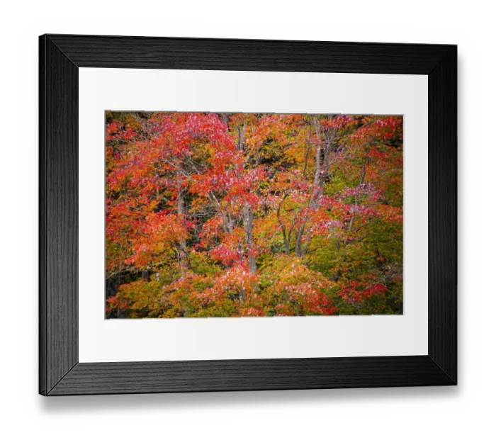 Framed Print : USA, Vermont, Fall foliage in Green Mountains at Bread Loaf, owned by Middlebury College Framed Print : USA, Vermont, Fall foliage in Green Mountains at Bread Loaf, owned by Middlebury College