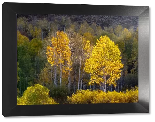 USA, Utah, east of Logan on highway 89 and Aspens in fall color with back lighting and sun beam
