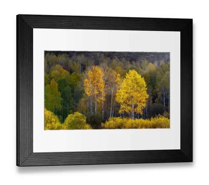 Framed Print : USA, Utah, east of Logan on highway 89 and Aspens in fall color with back lighting and sun beam