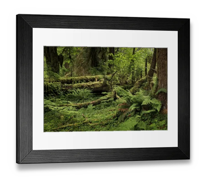 Framed Print : Big Leaf Maple tree draped with Club Moss, Hoh Rainforest, Olympic National Park, Washington State