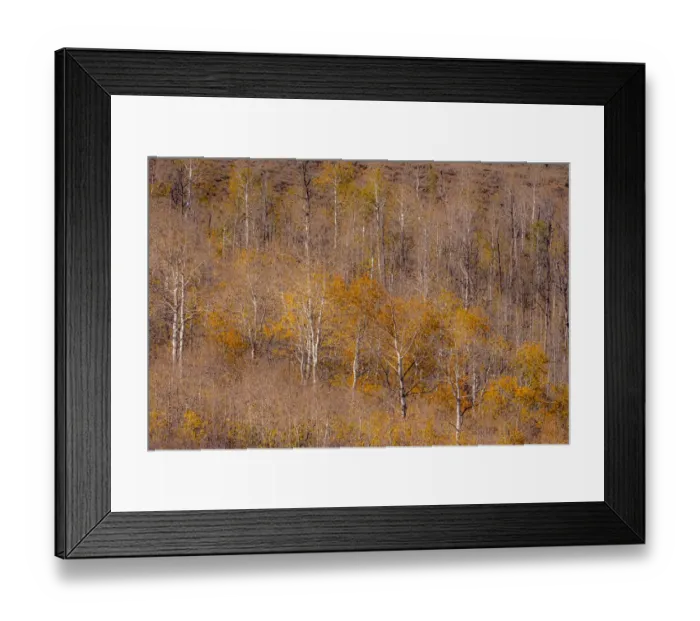Framed Print : USA, Utah, Woodruff aspen trees along highway 39 Framed Print : USA, Utah, Woodruff aspen trees along highway 39