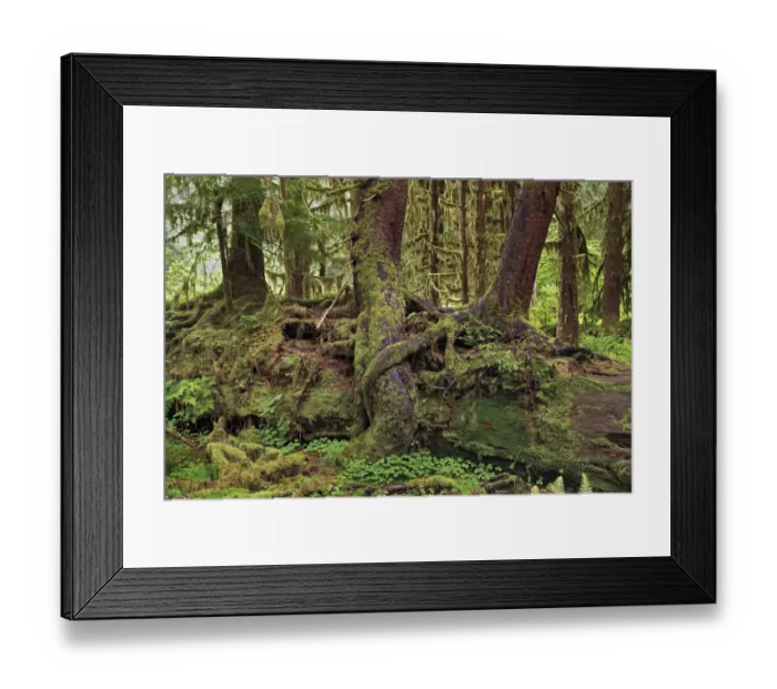 Framed Print : Nurse log and Big Leaf Maple tree draped with Club Moss, Hoh Rainforest, Olympic National Park, Washington State