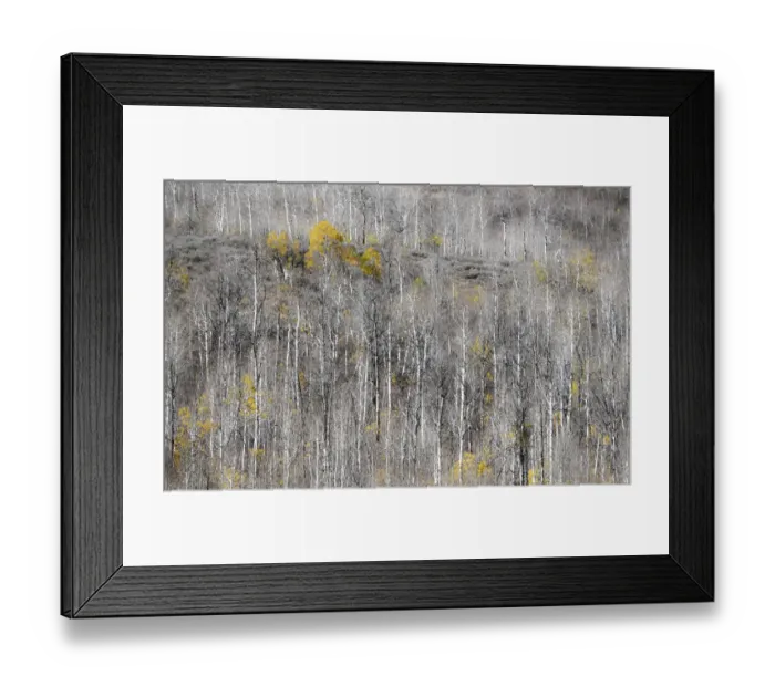 Framed Print : USA, Utah, Woodruff aspen trees along highway 39 Framed Print : USA, Utah, Woodruff aspen trees along highway 39