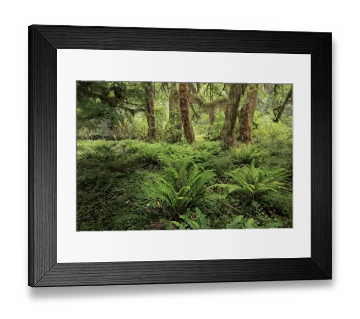 Framed Print : Ferns and Big Leaf Maple tree draped with Club Moss, Hoh Rainforest, Olympic National Park, Washington State Framed Print : Ferns and Big Leaf Maple tree draped with Club Moss, Hoh Rainforest, Olympic National Park, Washington State