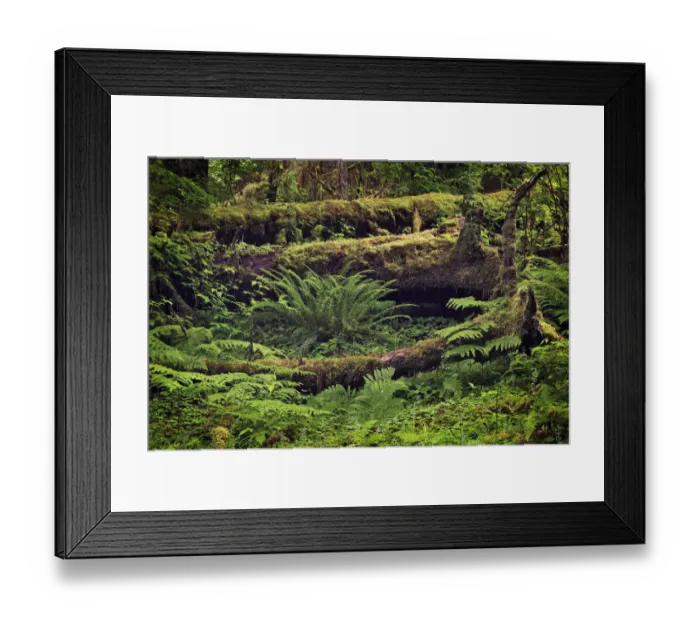 Framed Print : Big Leaf Maple tree draped with Club Moss, Hoh Rainforest, Olympic National Park, Washington State Framed Print : Big Leaf Maple tree draped with Club Moss, Hoh Rainforest, Olympic National Park, Washington State