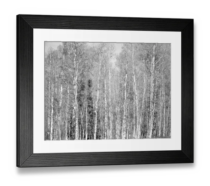 Framed Print : USA, Utah, Woodruff aspen trees along highway 39 Framed Print : USA, Utah, Woodruff aspen trees along highway 39