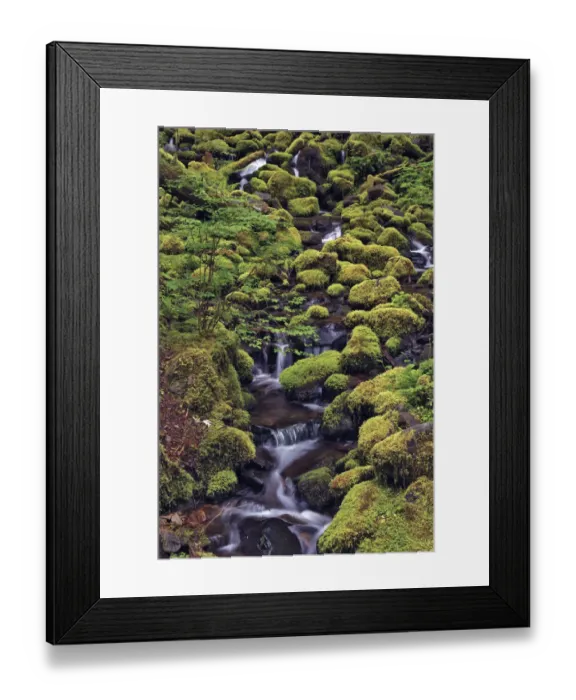 Framed Print : Small stream cascading through moss covered rocks, Hoh Rainforest, Olympic National Park, Washington State Framed Print : Small stream cascading through moss covered rocks, Hoh Rainforest, Olympic National Park, Washington State