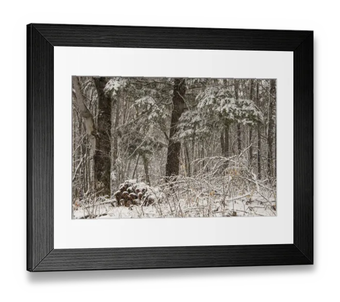 Framed Print : USA, Vermont, Morrisville, Jopson Lane, late spring snow fall in the forest Framed Print : USA, Vermont, Morrisville, Jopson Lane, late spring snow fall in the forest