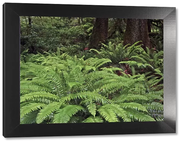 Ferns, Hoh Rainforest, Olympic National Park, Washington State