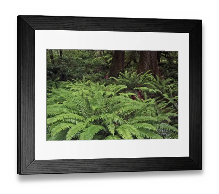 Framed Print : Ferns, Hoh Rainforest, Olympic National Park, Washington State Framed Print : Ferns, Hoh Rainforest, Olympic National Park, Washington State