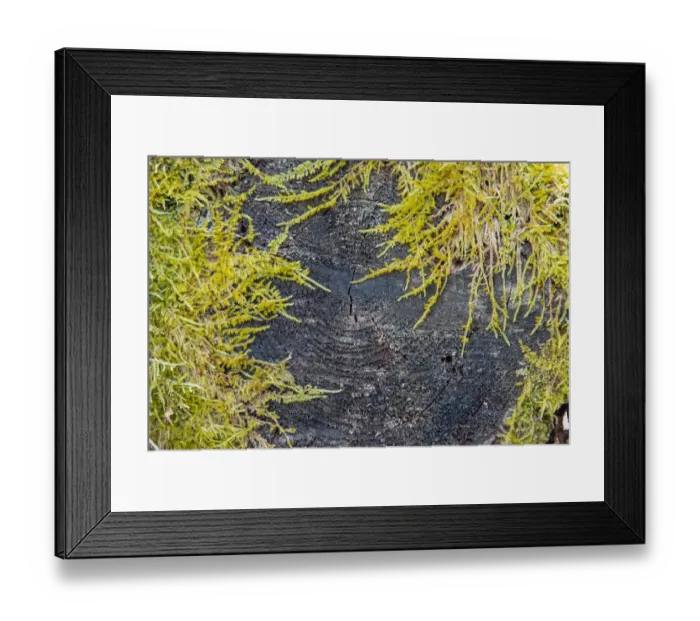 Framed Print : USA, Vermont, Morrisville, Jopson Lane, moss covering end of log