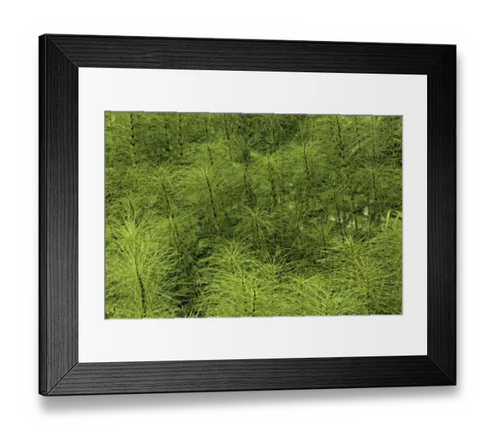 Framed Print : Horsetail ferns, Hoh Rainforest, Olympic National Park, Washington State Framed Print : Horsetail ferns, Hoh Rainforest, Olympic National Park, Washington State