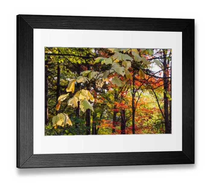 Framed Print : USA, Vermont, Morrisville, Jopson Lane. Fall foliage Framed Print : USA, Vermont, Morrisville, Jopson Lane. Fall foliage