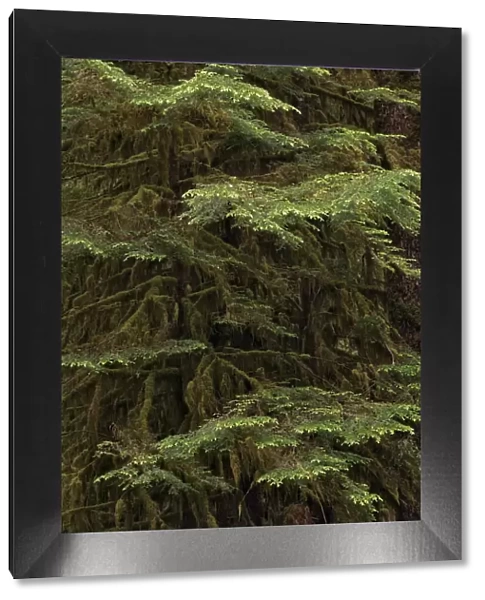 Western hemlock tree, Hoh Rainforest, Olympic National Park, Washington State