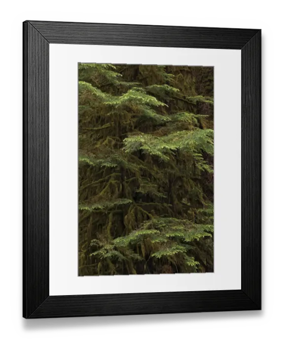 Framed Print : Western hemlock tree, Hoh Rainforest, Olympic National Park, Washington State