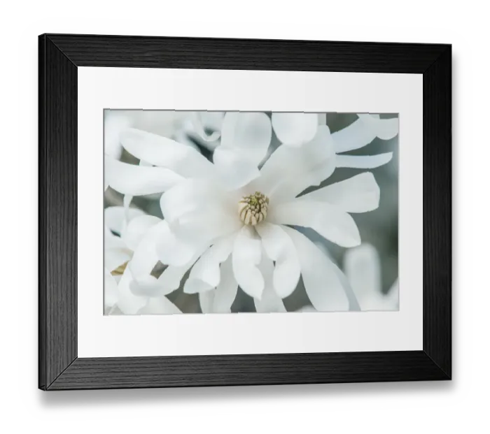 Framed Print : Washington State, Bellevue. Star magnolia
