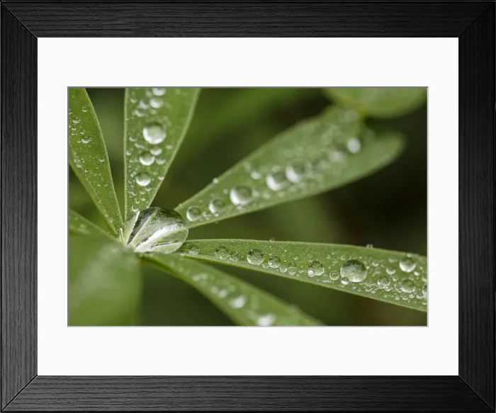 Framed Print : Lupine leaves and raindrops, Olympic National Park, Washington State